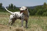 DALMATIEN 377